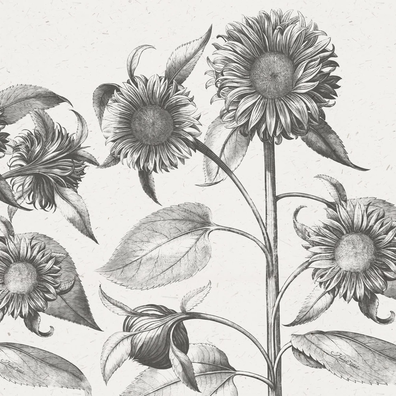 Fototapet, Sunflower, Beige, Rebel Walls - 2