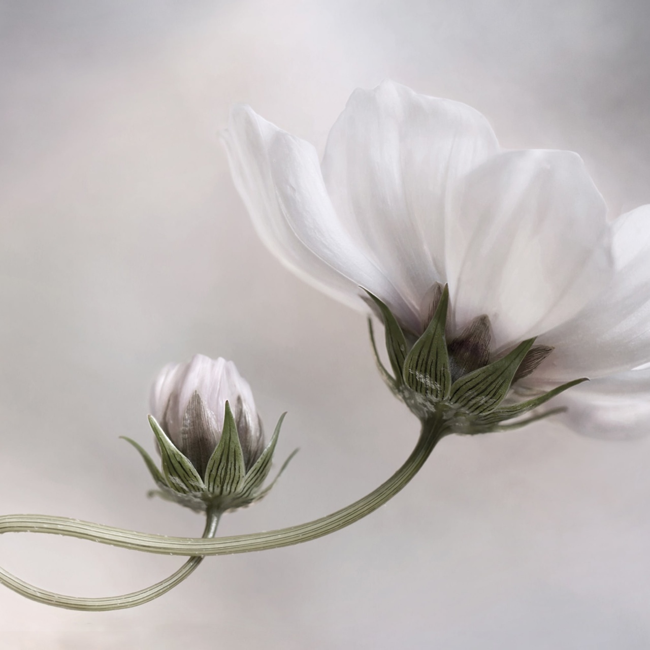 Fototapet, White Flower, Rebel Walls - 2
