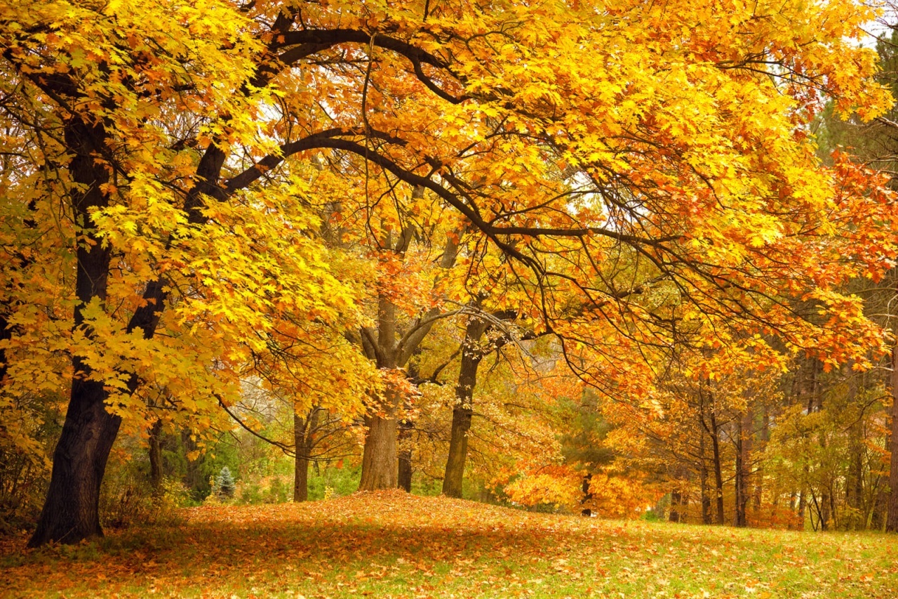 Fototapet, Yellow Leafy Trees, Rebel Walls - 2