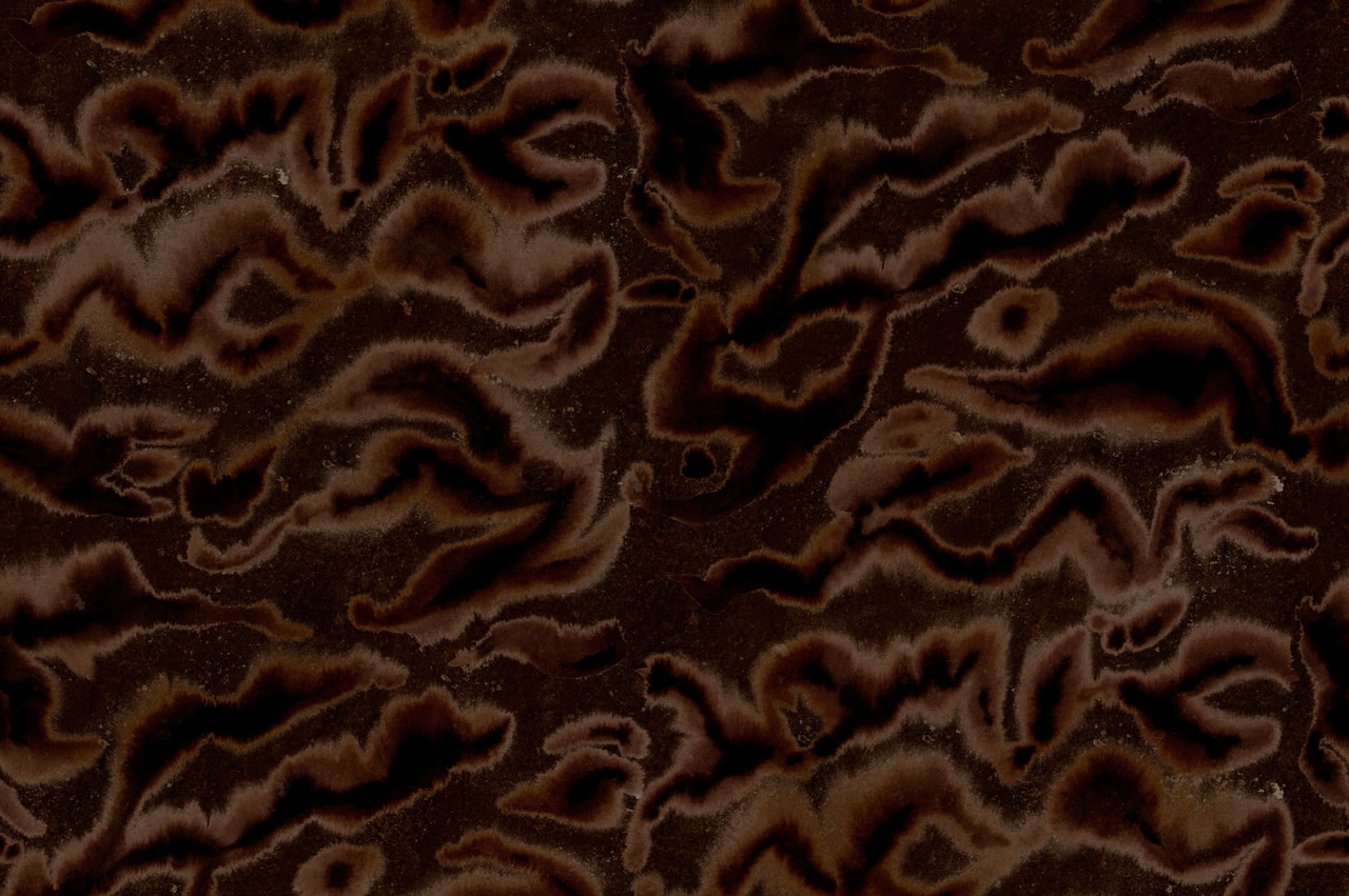 Tapet Guppy, Brown, Rebel Walls - 1 | YEO