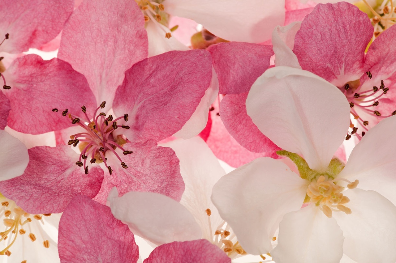 Fototapet, Apple Blossom, Rebel Walls — imaginea 2