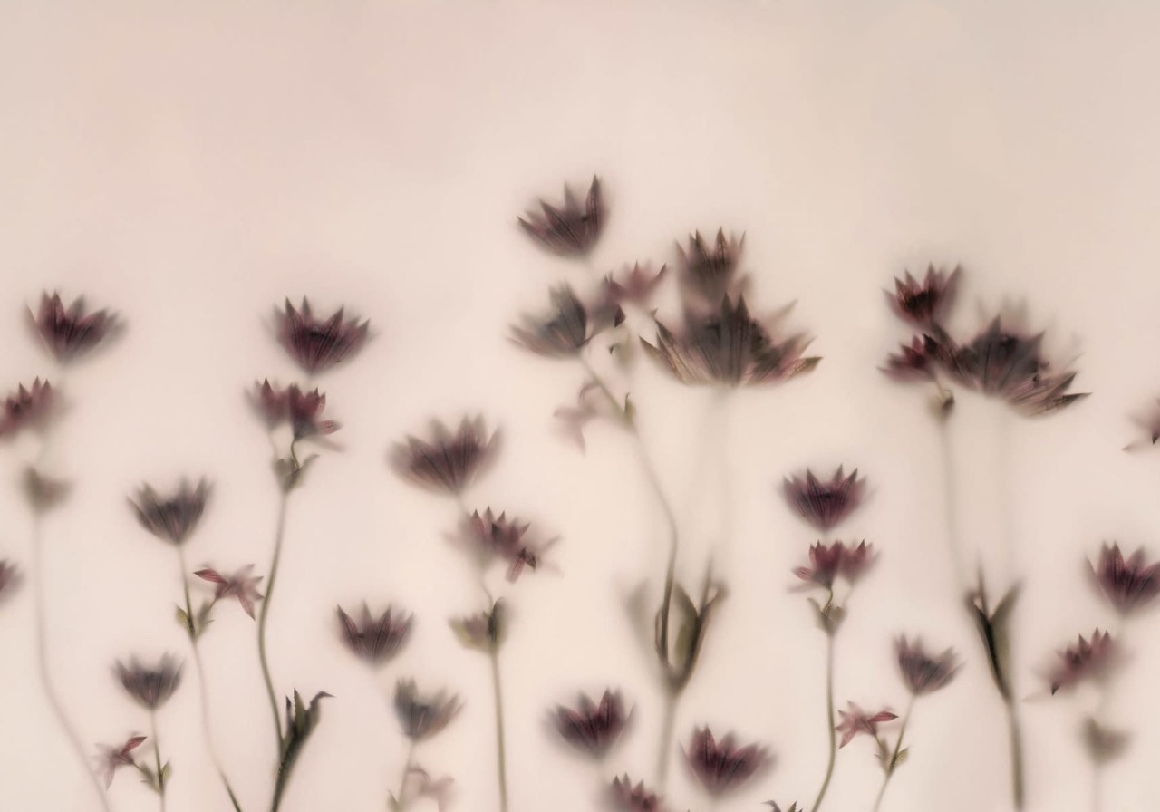 Fototapet, Astrantia, Pink, Rebel Walls - 2