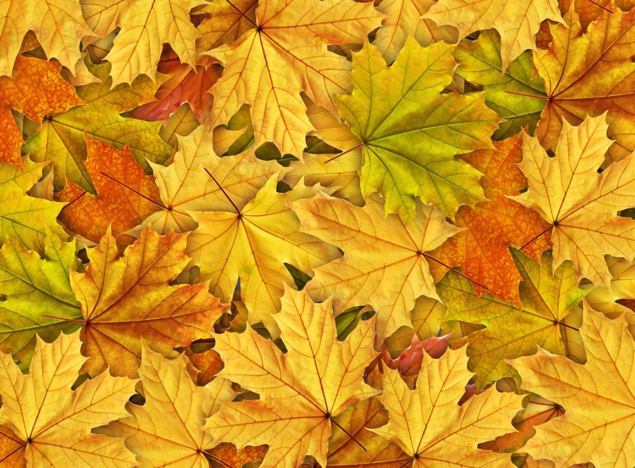 Fototapet, Autumn Leaves, Rebel Walls - 2