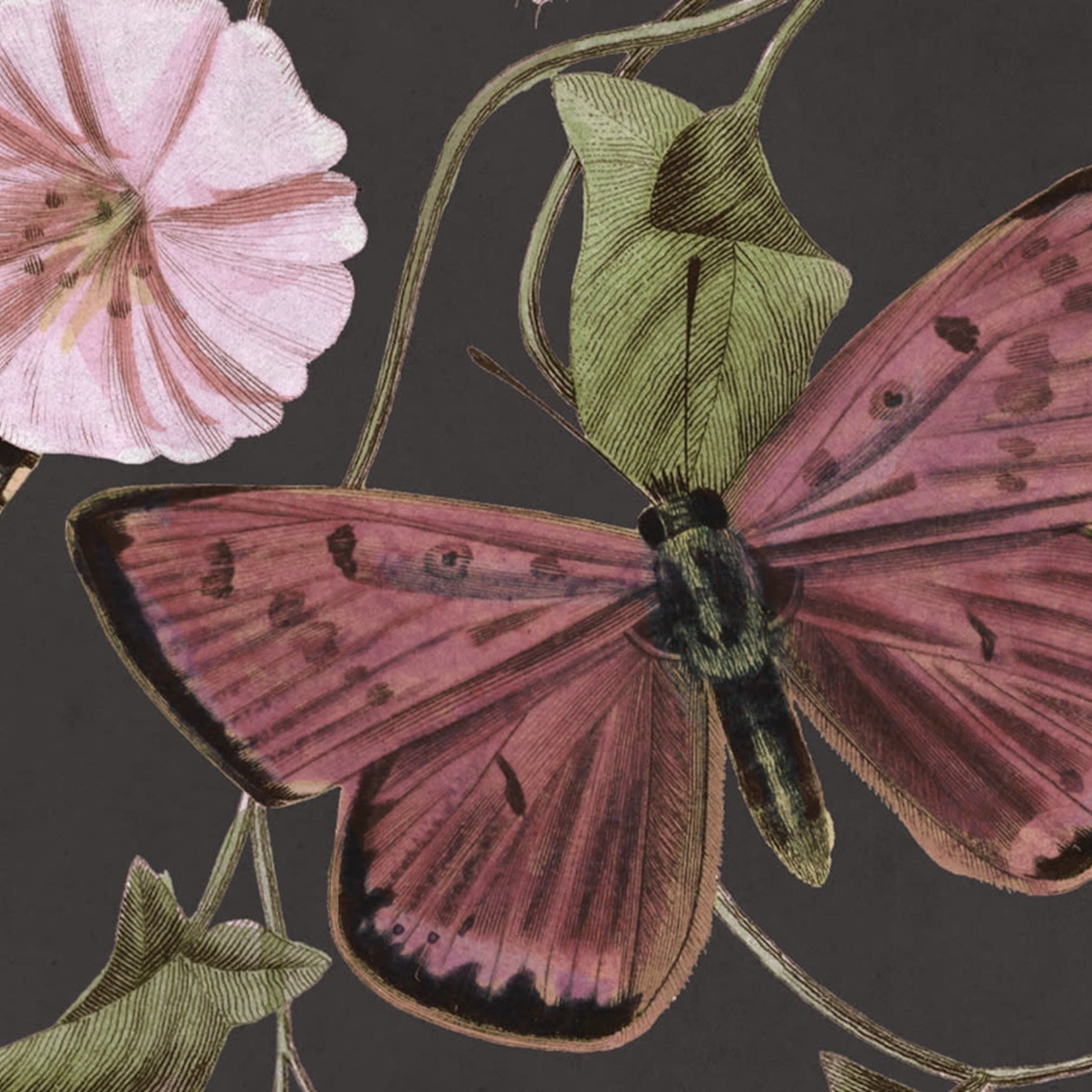 Fototapet, Butterflies, Midnight, Rebel Walls - 4