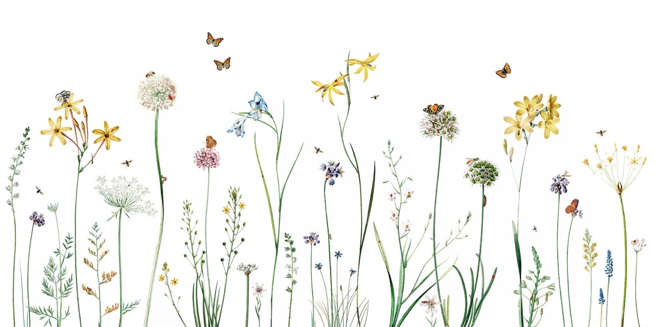 Fototapet Butterfly Garden, Kikki Belle - 2