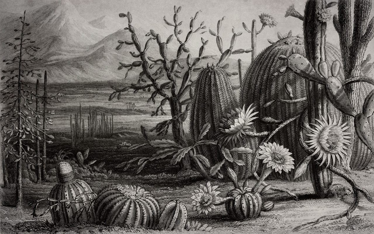 Fototapet, Cactus Garden, Rebel Walls - 2