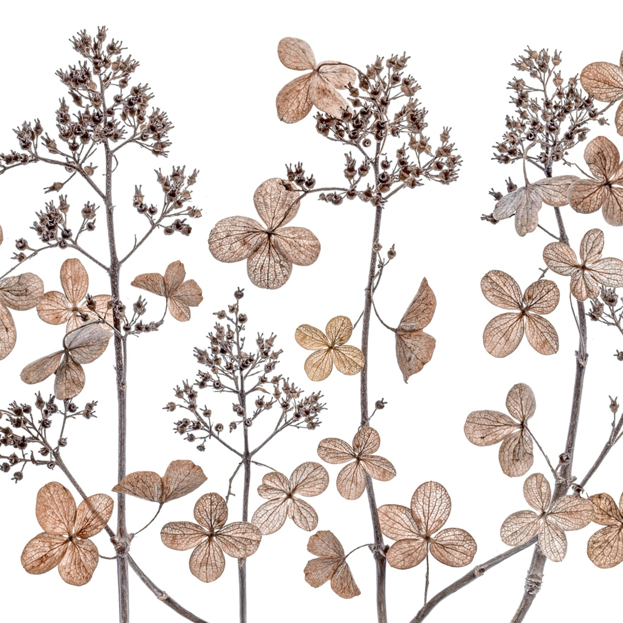 Fototapet, Dried Flowers, Rebel Walls - 2