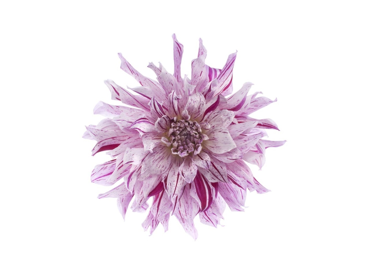 Fototapet, Flower, Rebel Walls - 2