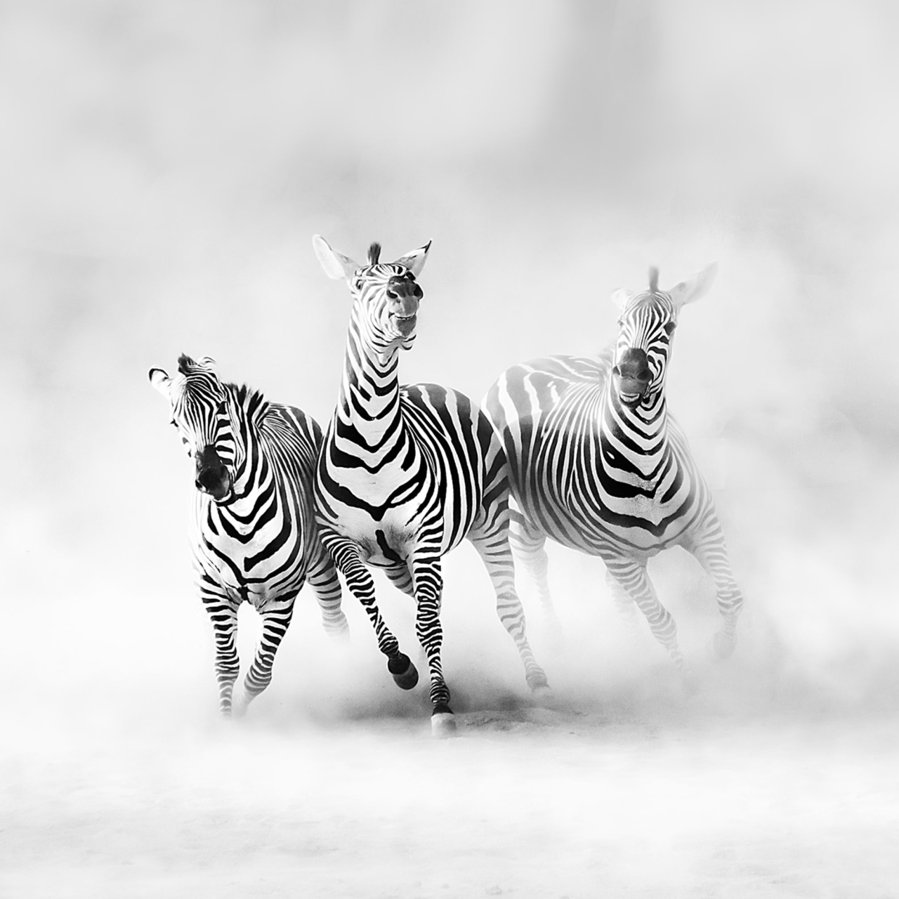 Fototapet, Graphic Zebras, Rebel Walls - 2