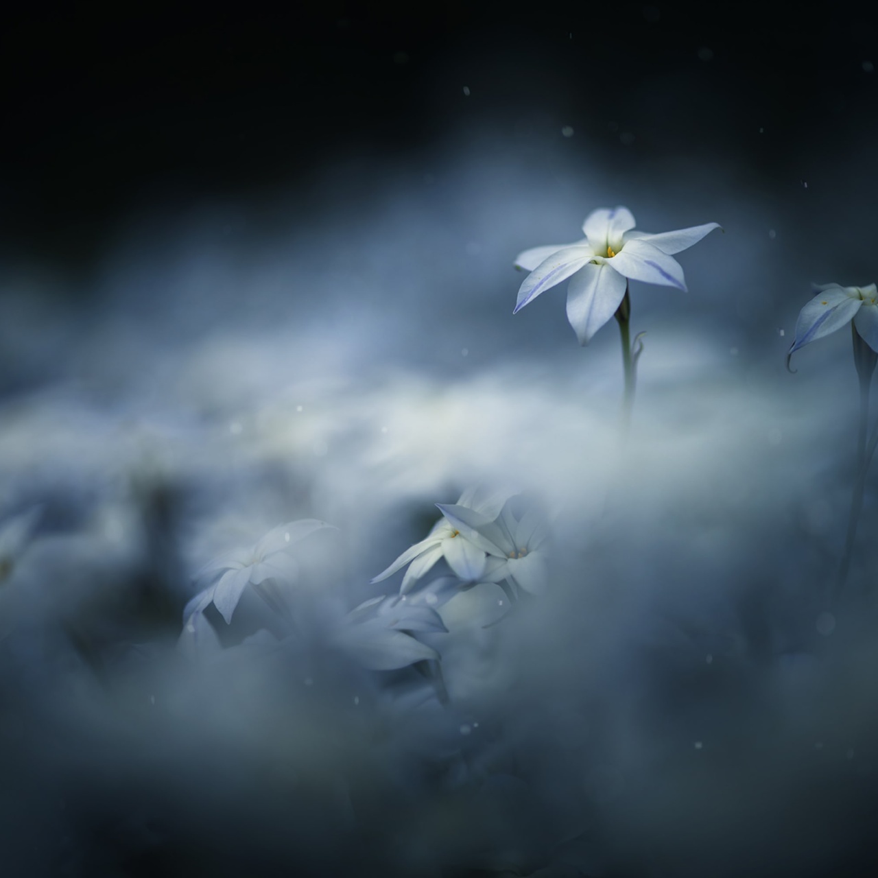 Fototapet, Midnight Flower, Rebel Walls - 2