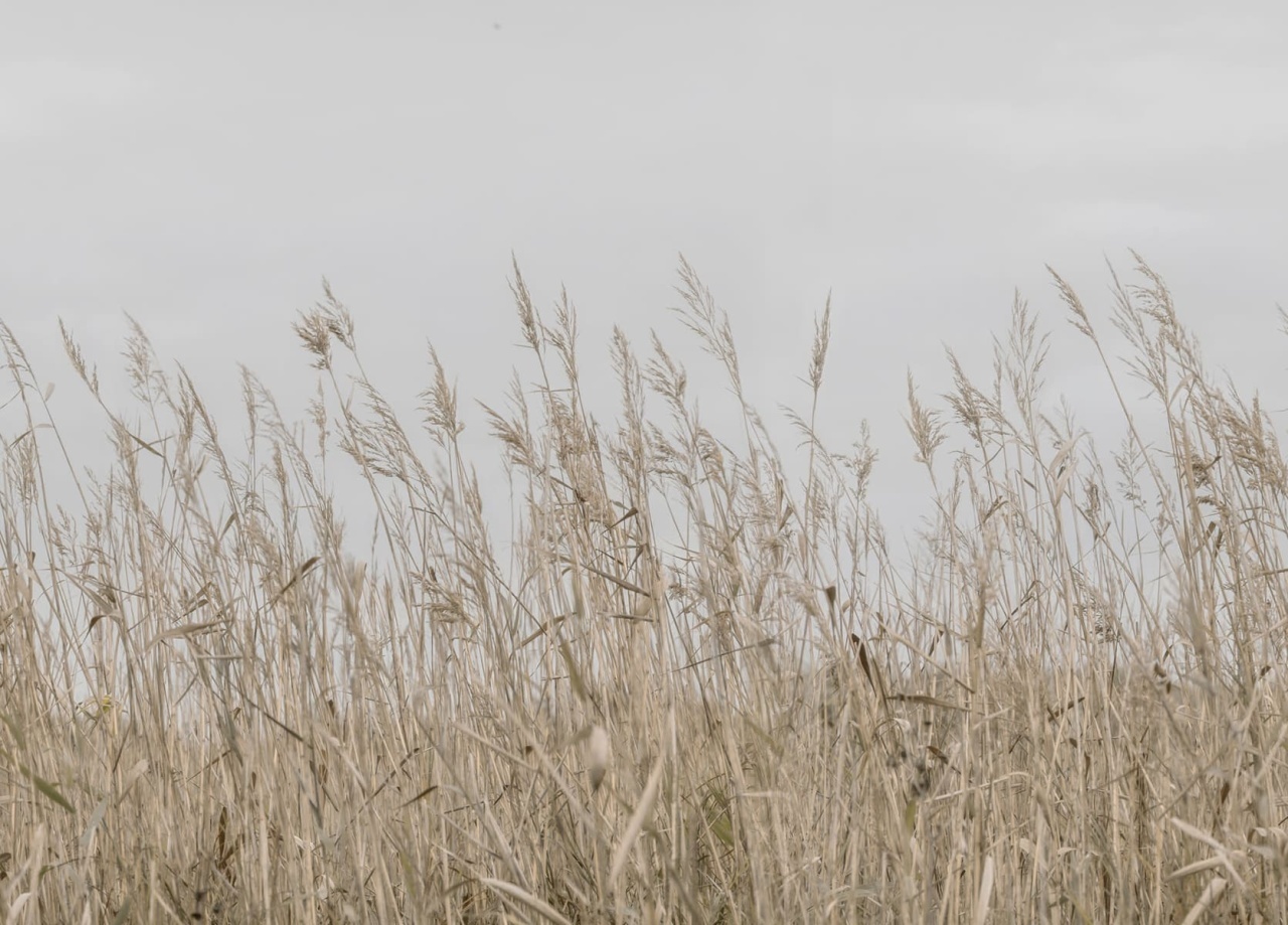 Fototapet, Reed Meadow, Beige, Rebel Walls - 2