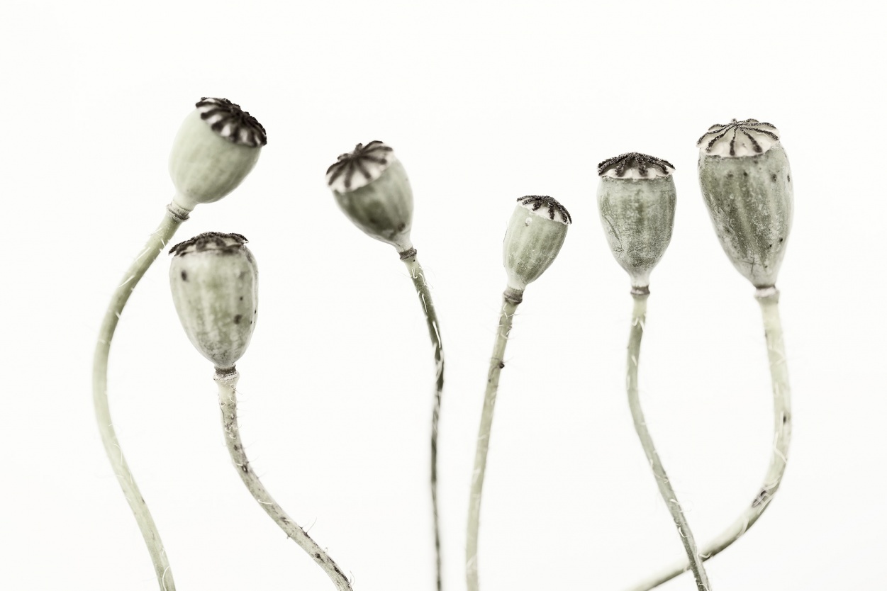 Fototapet, Simple Seedpod, Rebel Walls - 2