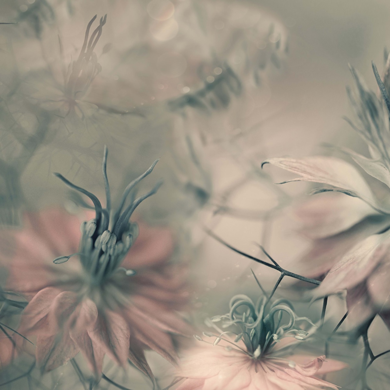 Fototapet, Vintage Blossoms, Rebel Walls - 2