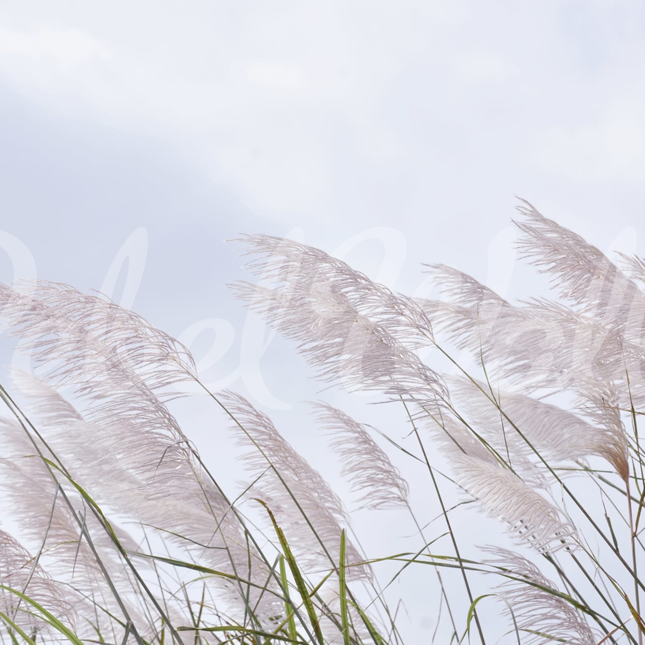 Fototapet, Windy Reed, Rebel Walls - 2