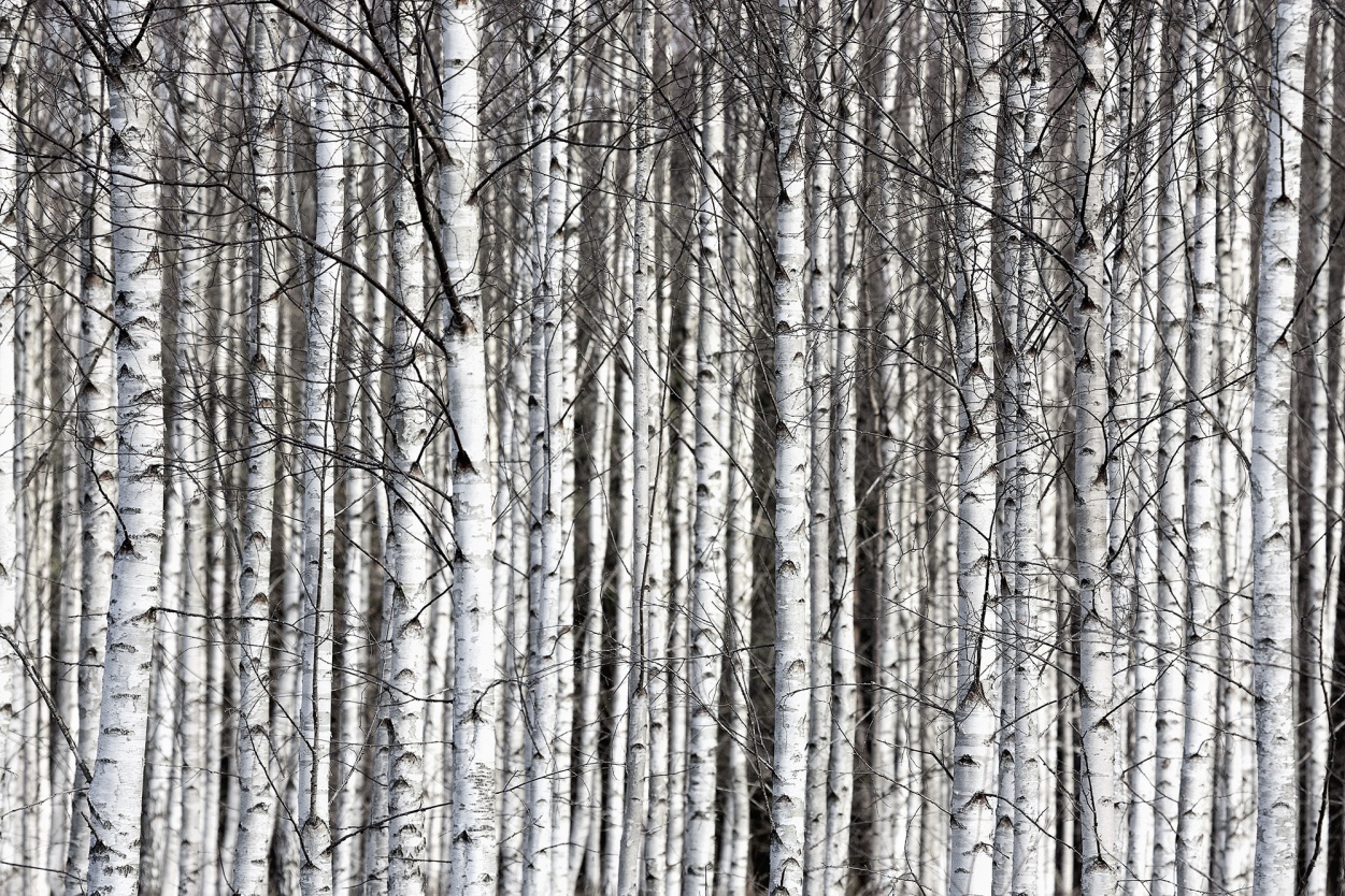 Fototapet, Birch Trunks, Rebel Walls - 2
