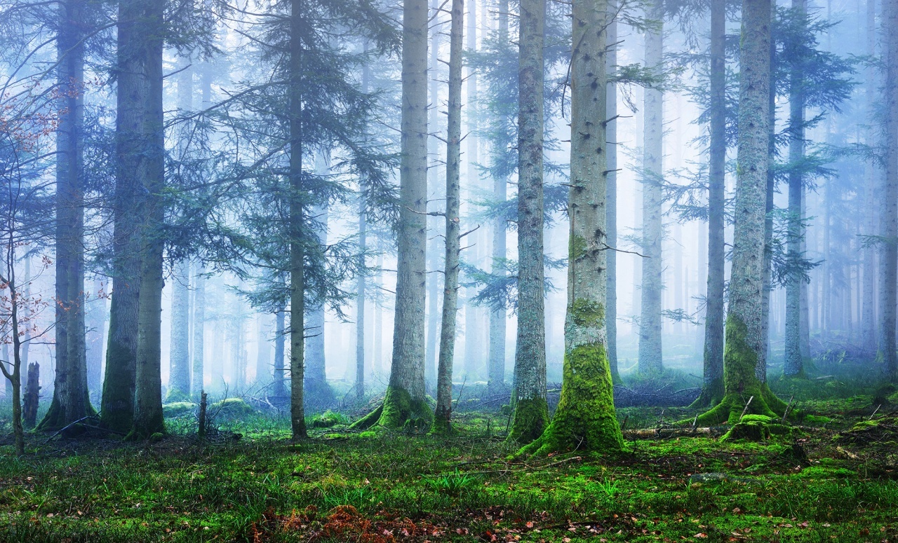 Fototapet, Blue Forest, Rebel Walls - 2
