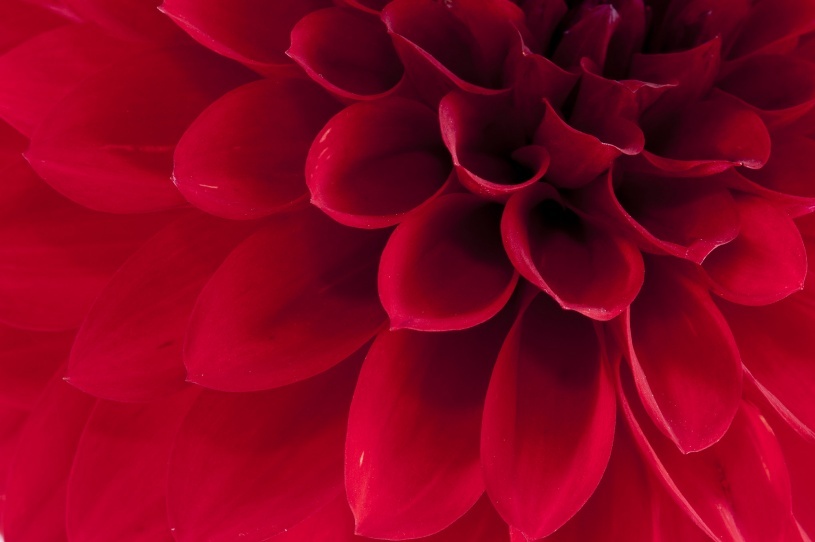 Fototapet, Dahlia, Rebel Walls - 2
