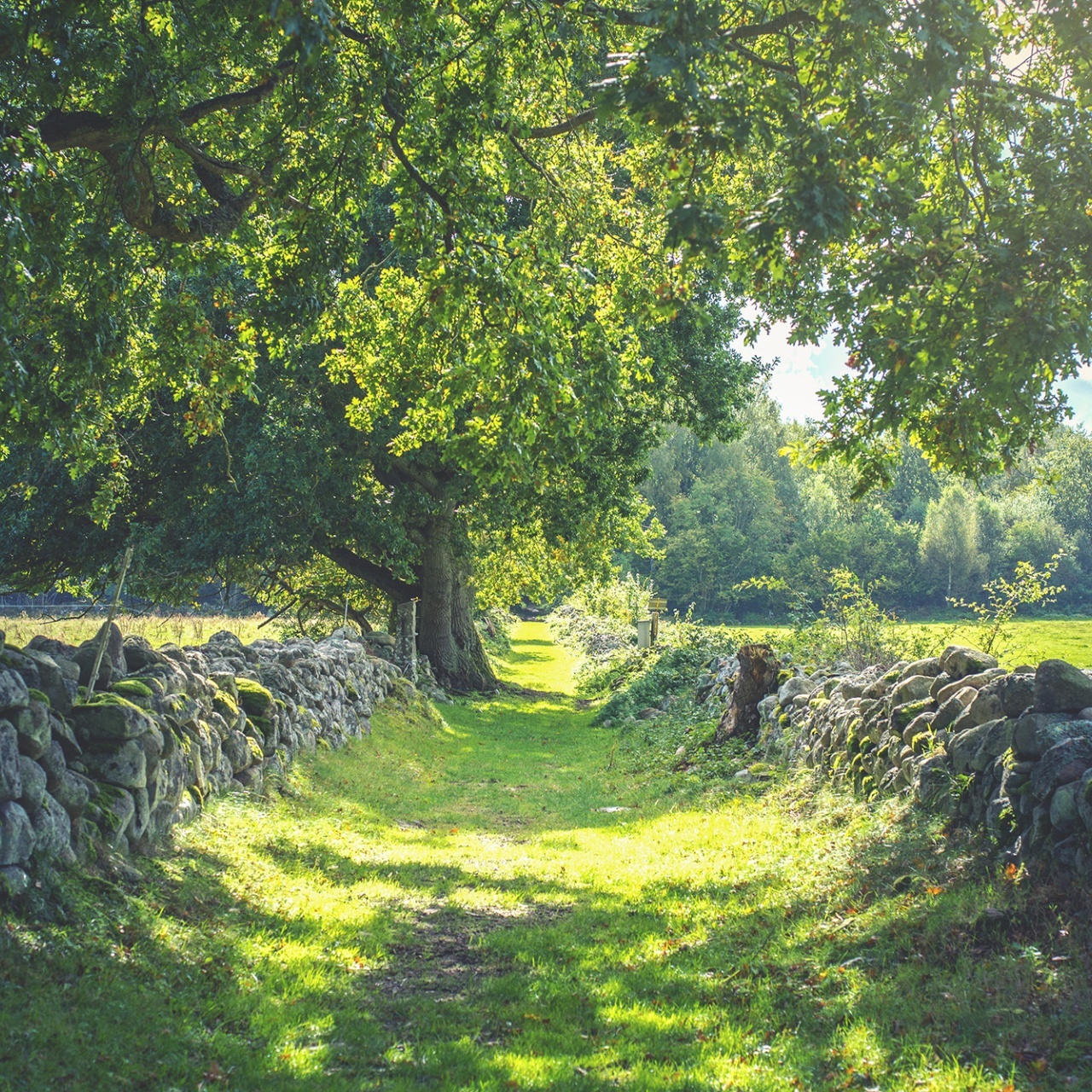 Fototapet, Early Summer, Rebel Walls - 2