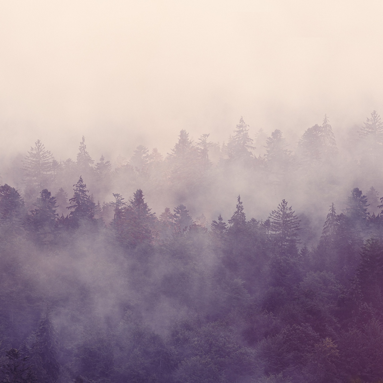 Fototapet, Fir Forest, Rebel Walls - 2