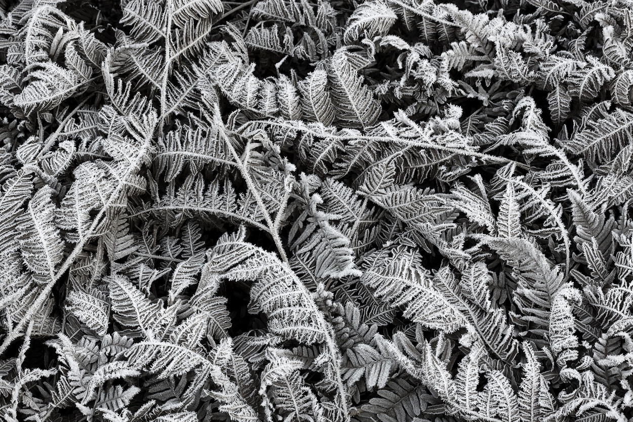 Fototapet, Frost Leaf, Rebel Walls - 2