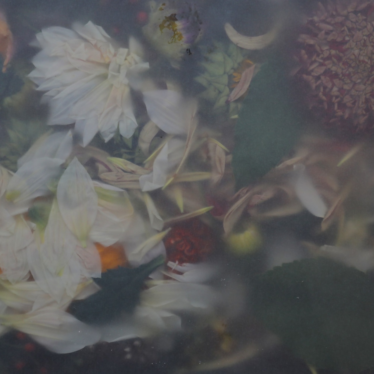 Fototapet, Glossy Flower, Summer, Rebel Walls - 2