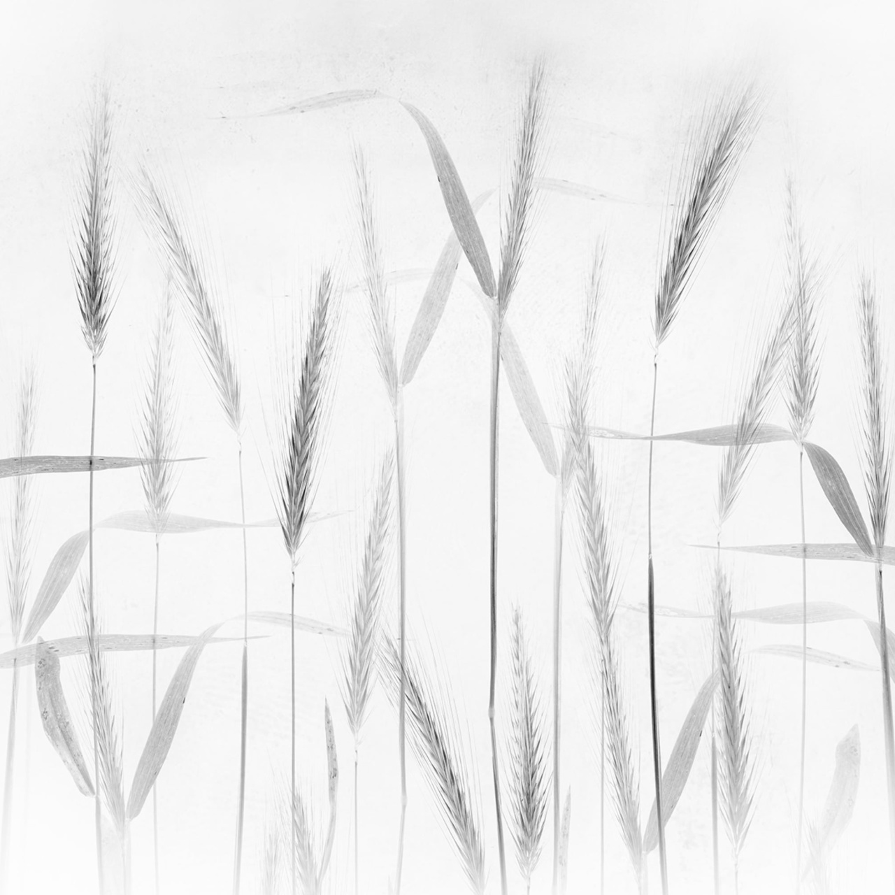 Fototapet, Grain, Rebel Walls - 2