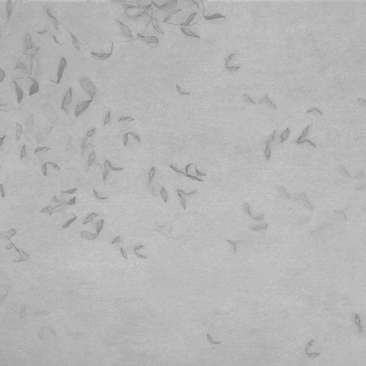 Fototapet Leaves Reflection, Grey, Coordonne - 2