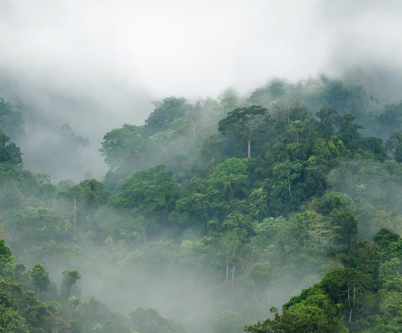 Fototapet, Misty Forest, Rebel Walls - 2