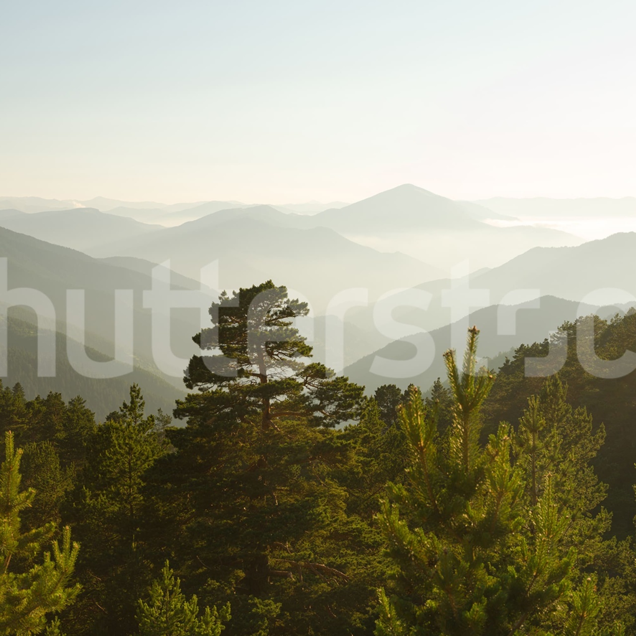 Fototapet, Pine Top, Day, Rebel Walls - 2