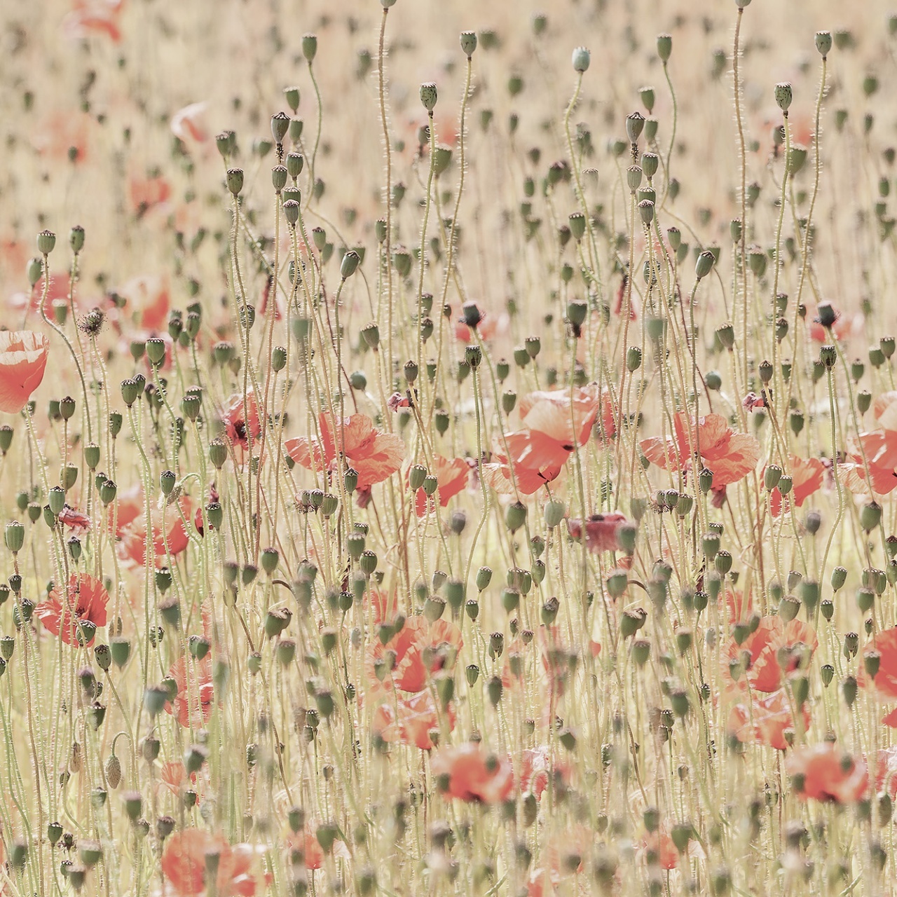 Fototapet, Poppies, Rebel Walls - 2
