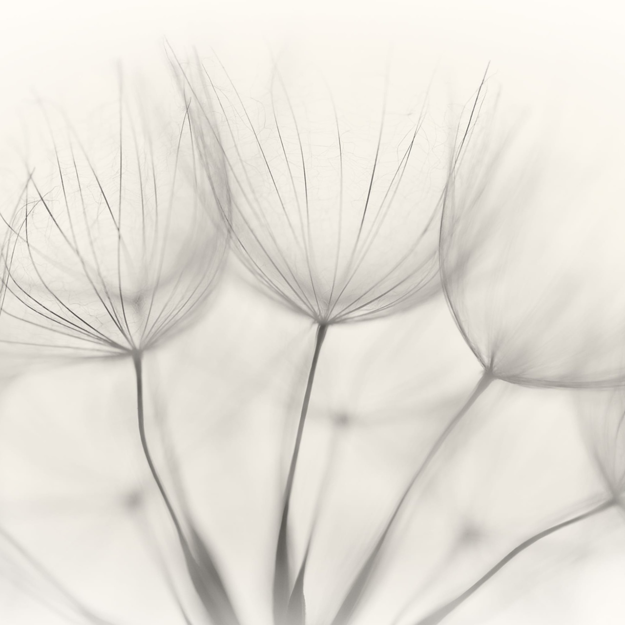 Fototapet, Soft Seeds, Rebel Walls - 2