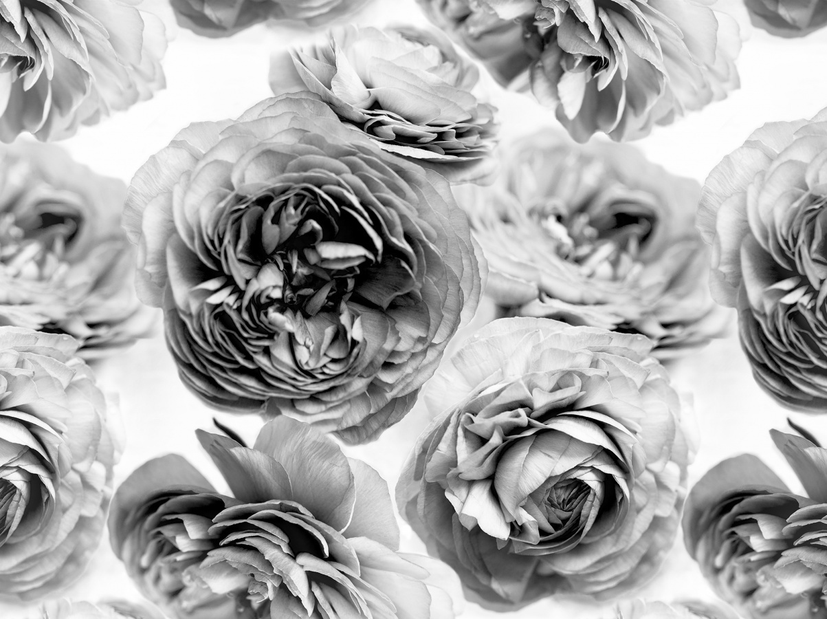 Fototapet, Summer Wind, Black and White, Rebel Walls - 2
