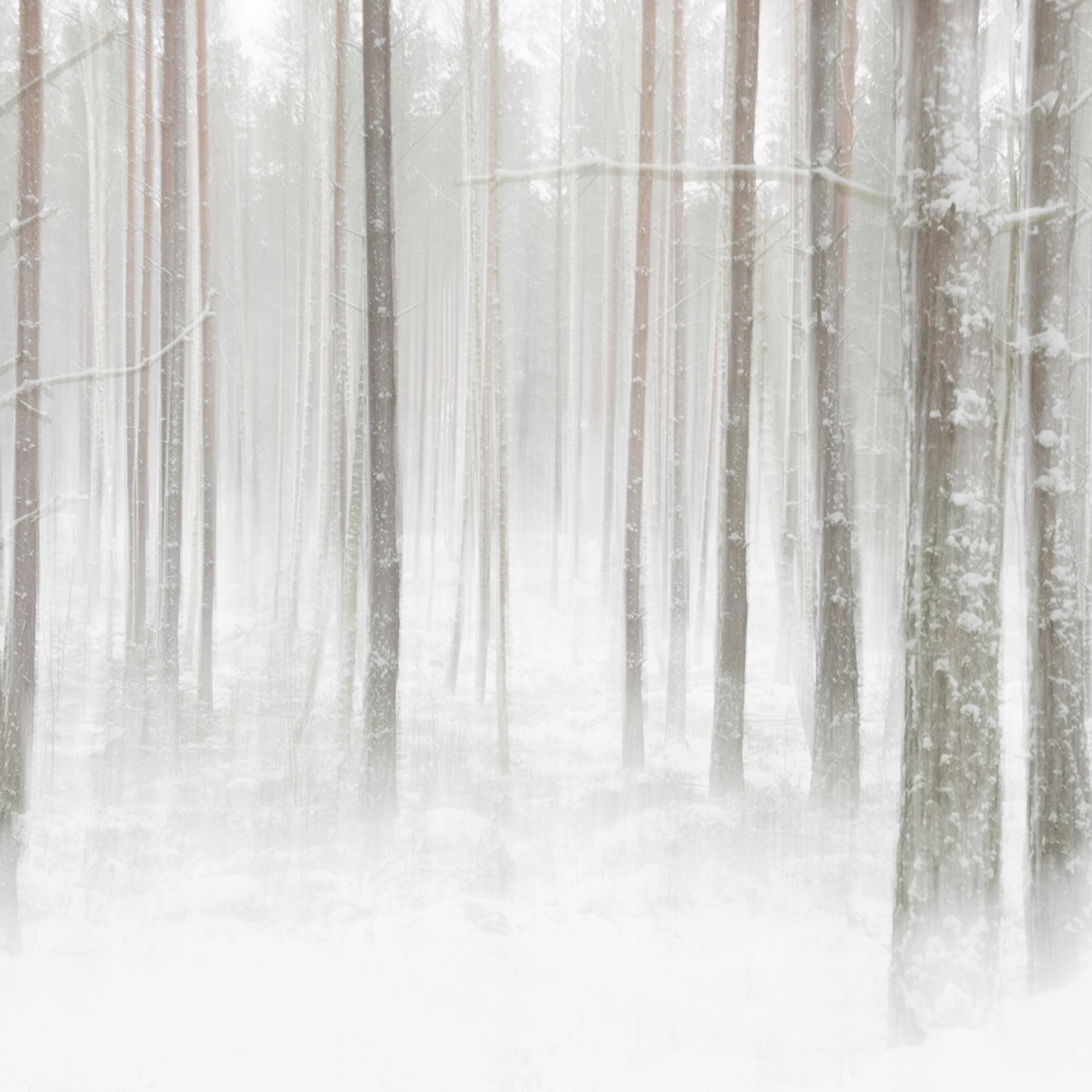 Fototapet, Winter Forest, Rebel Walls - 2