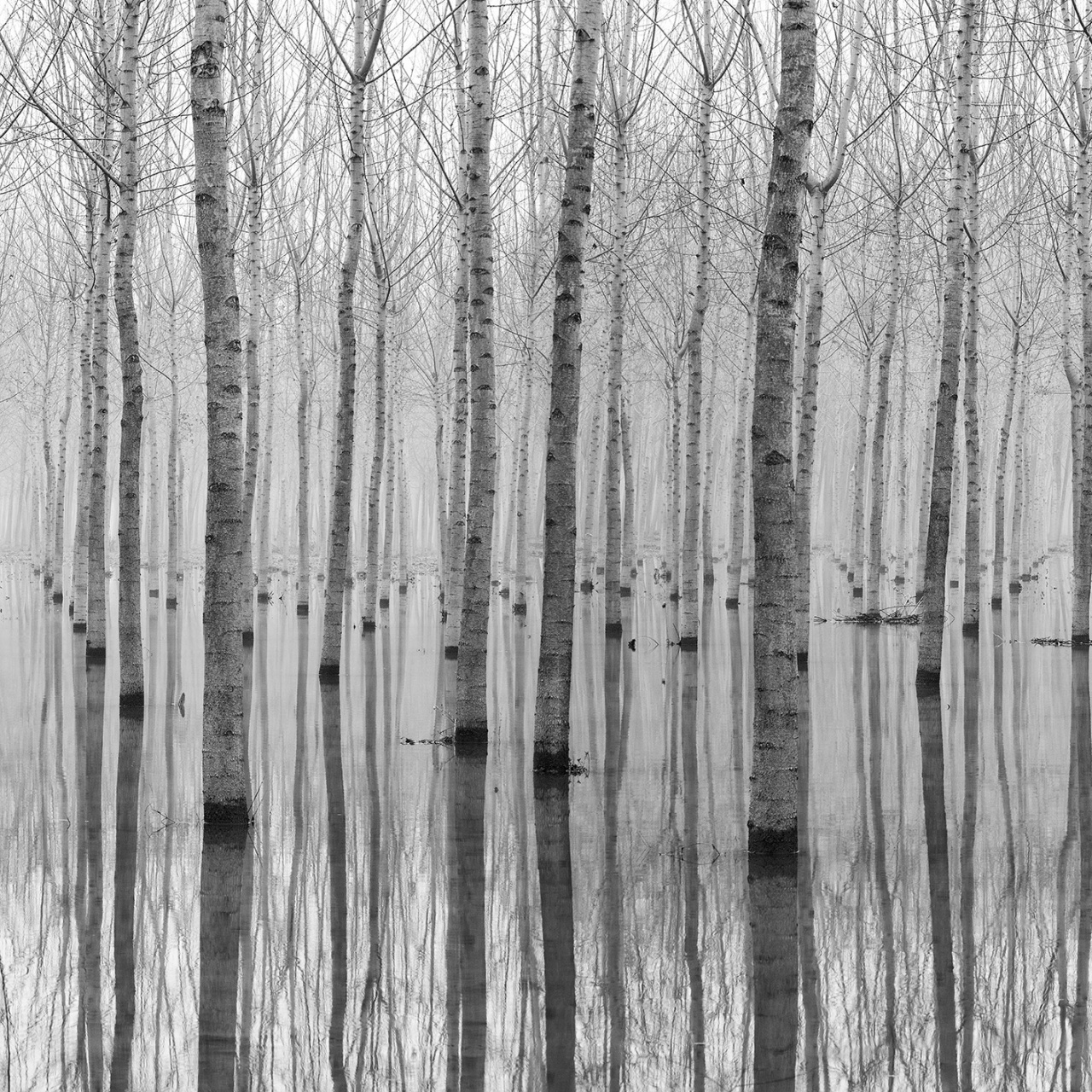 Fototapet, Birch Echo, Rebel Walls - 2