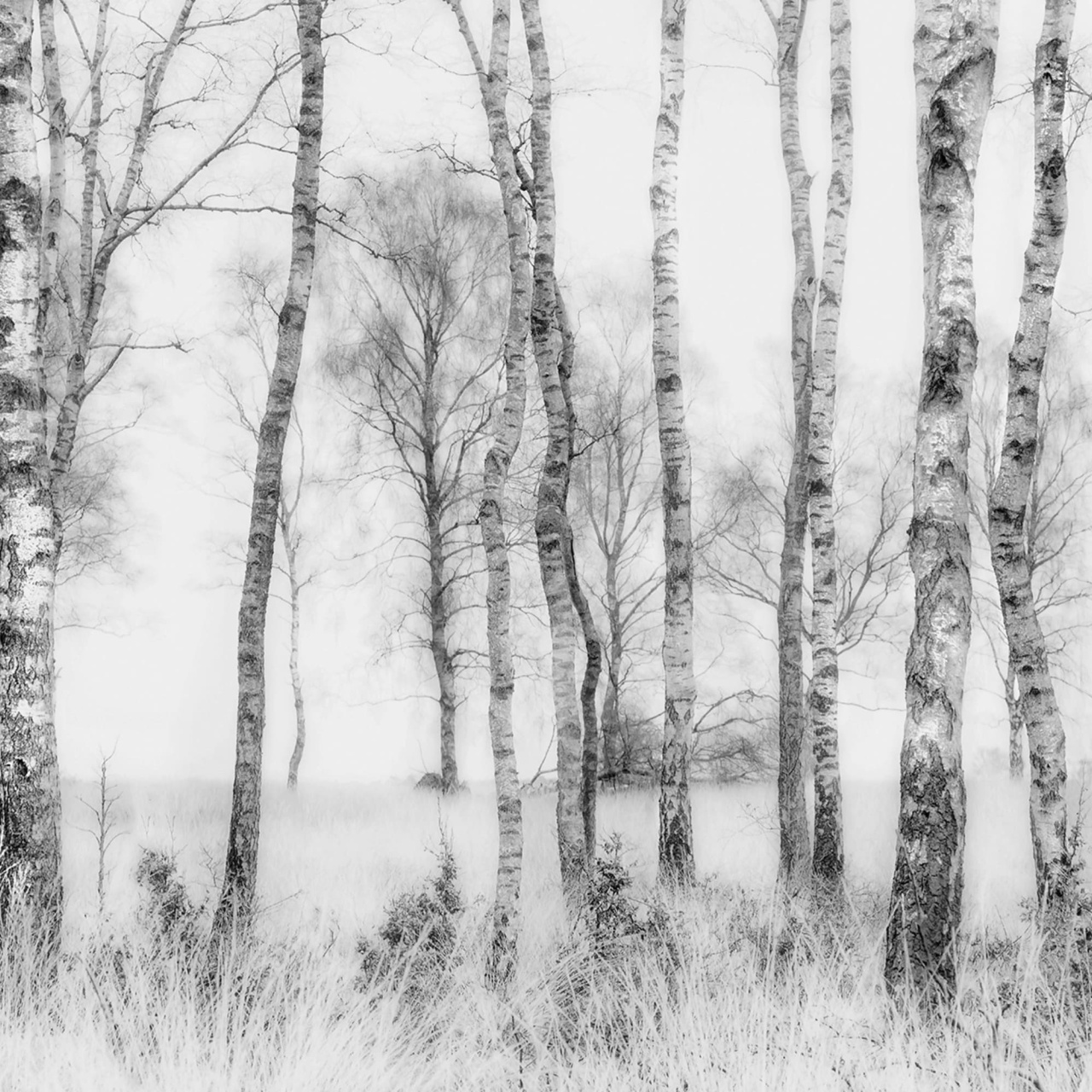 Fototapet, Birch Trees, Rebel Walls - 2