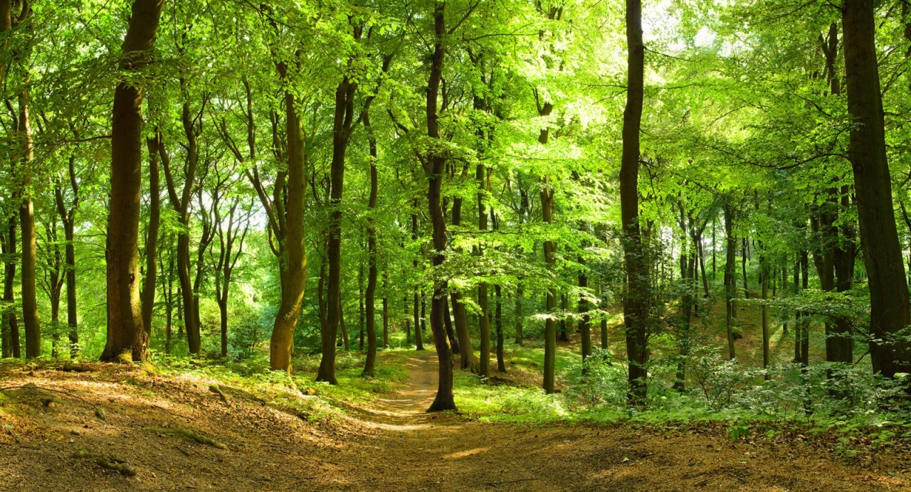 Fototapet, Forest, Rebel Walls - 2