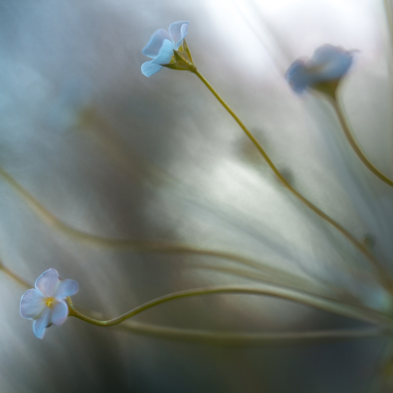 Fototapet, Forget Me Not, Rebel Walls - 2