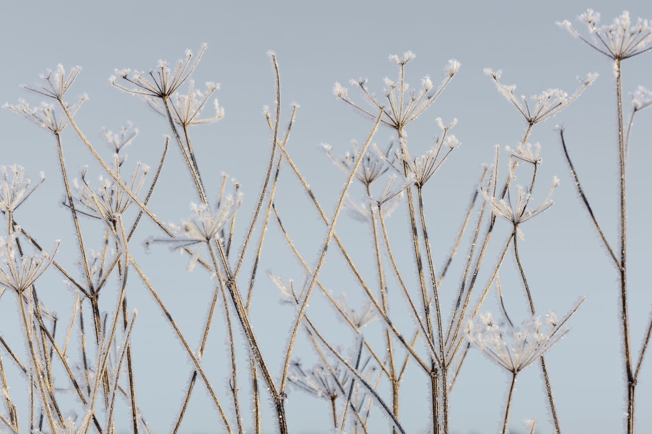 Fototapet, Frostwork, Rebel Walls - 2