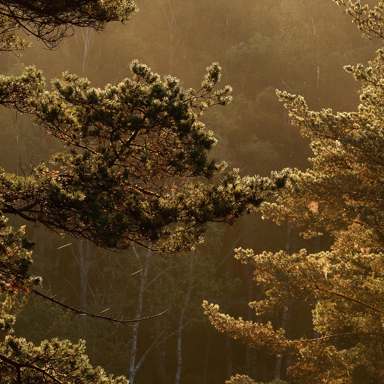Fototapet lavabil, Marie Mattsson Getryggen 9773W — imaginea 5