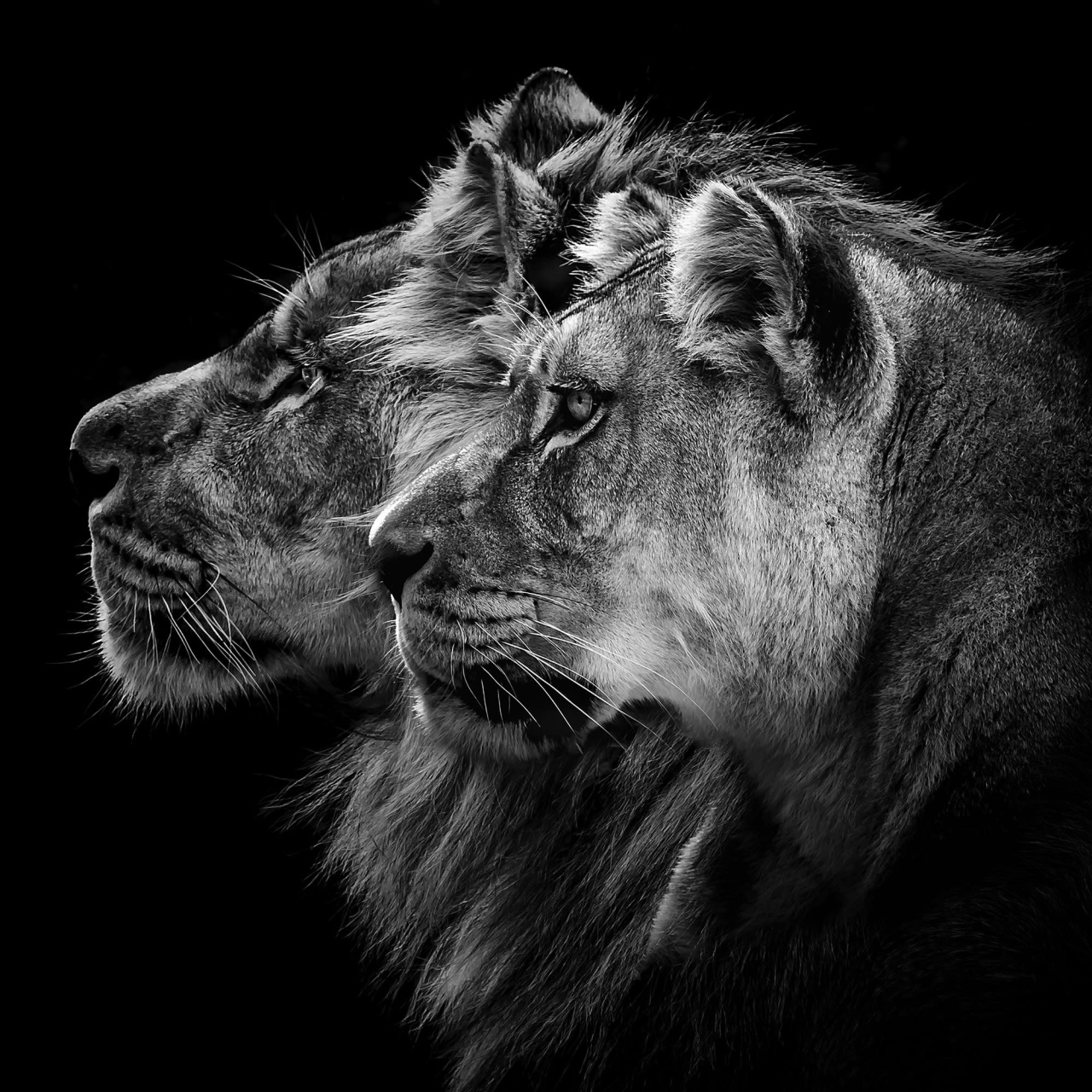 Fototapet, Lion Duo, Rebel Walls - 2