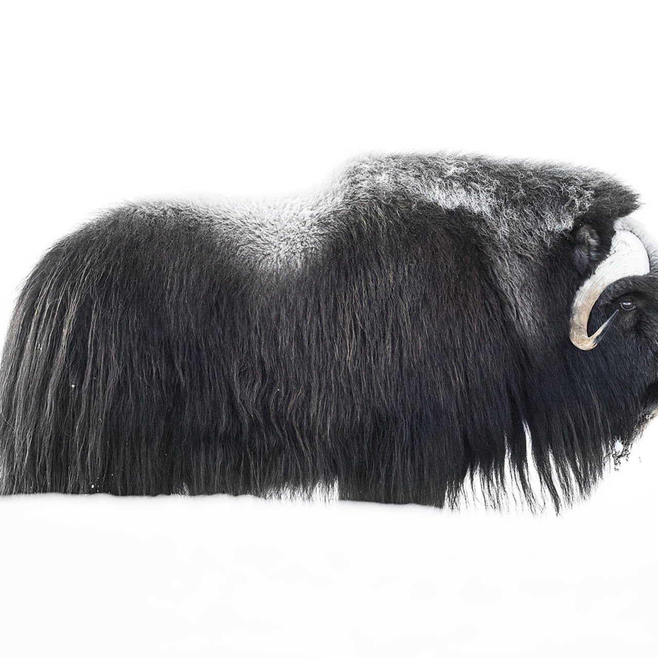 Fototapet, Musk Ox, Rebel Walls - 2