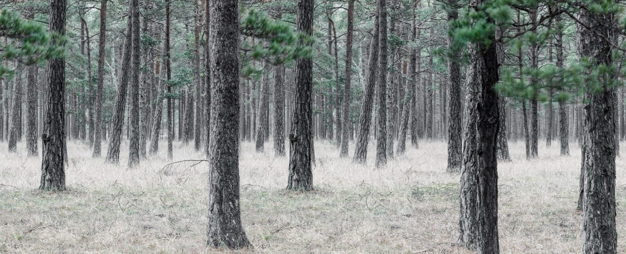 Fototapet, Pine Forest, Rebel Walls - 2