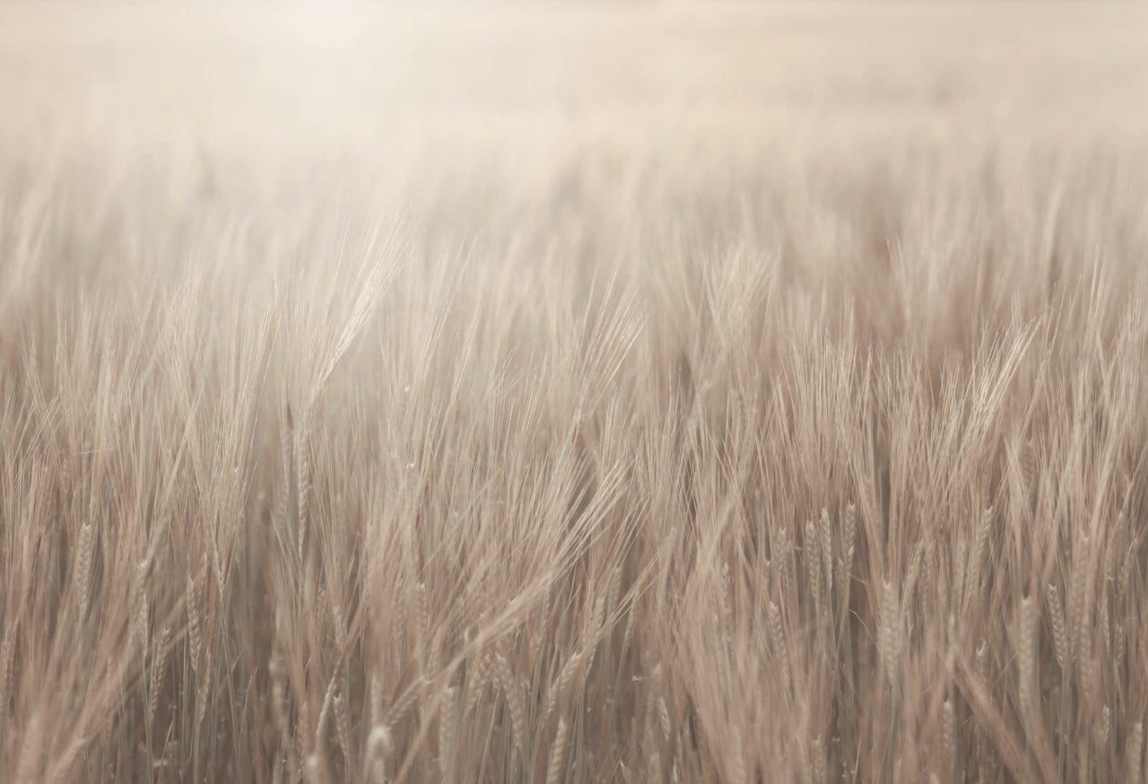 Fototapet, Rye Field, Beige, Rebel Walls - 2