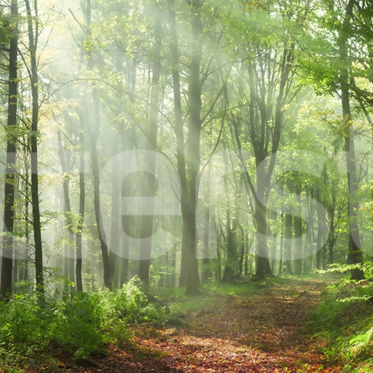 Fototapet, Summer Woods, Day, Rebel Walls - 2