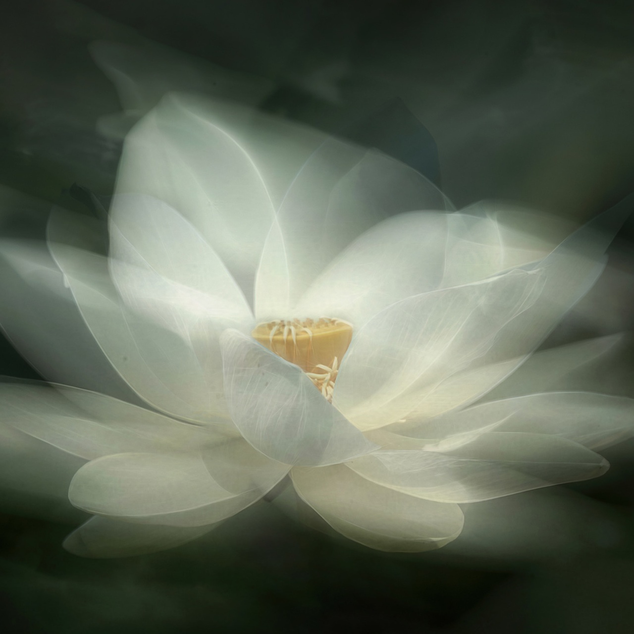 Fototapet, White Waterlily, Rebel Walls - 2