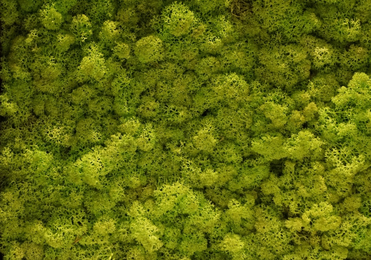 Panou decorativ din muschi, Torvtak Icemoss Spring Green - Img 1