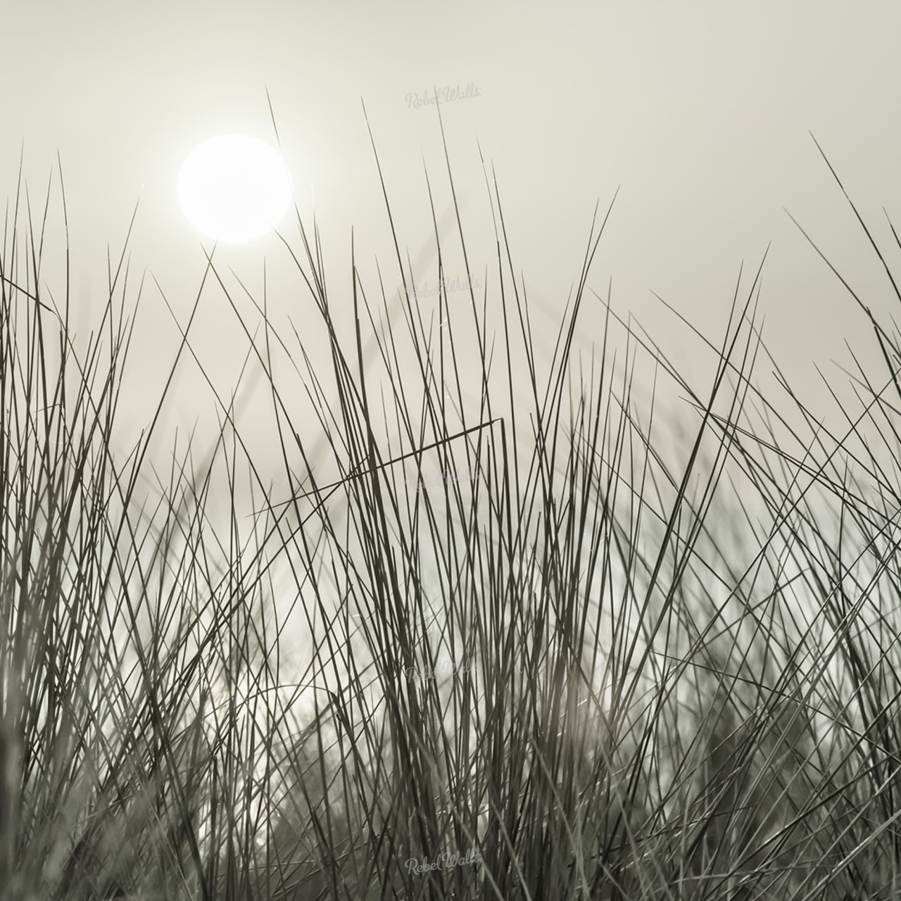 Fototapet, Coastal Reed, Rebel Walls - 2