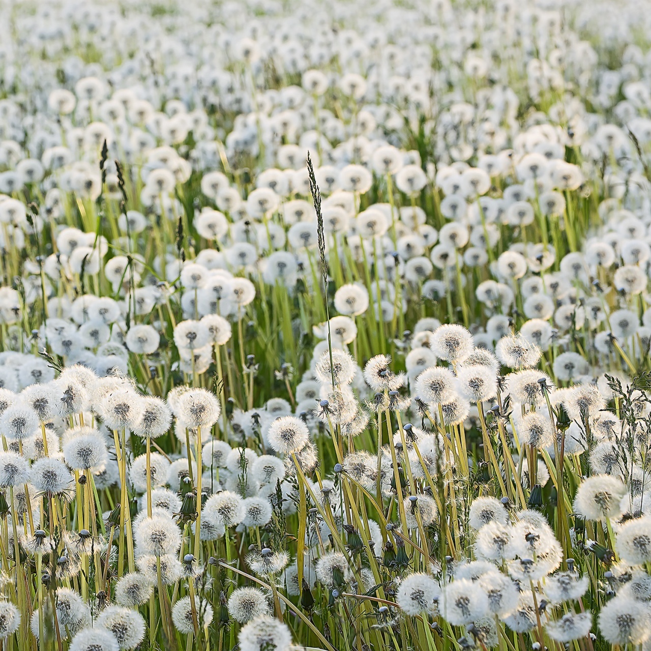 Fototapet, Dandelions, Rebel Walls - 2