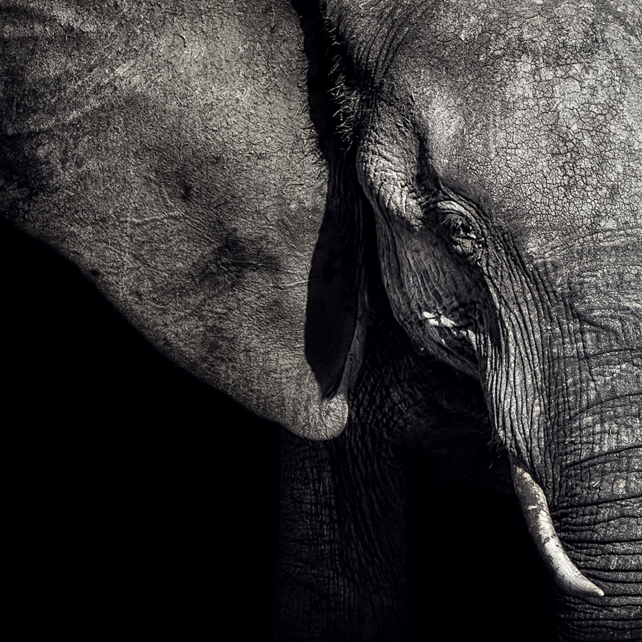 Fototapet, Elephant, Rebel Walls - 2