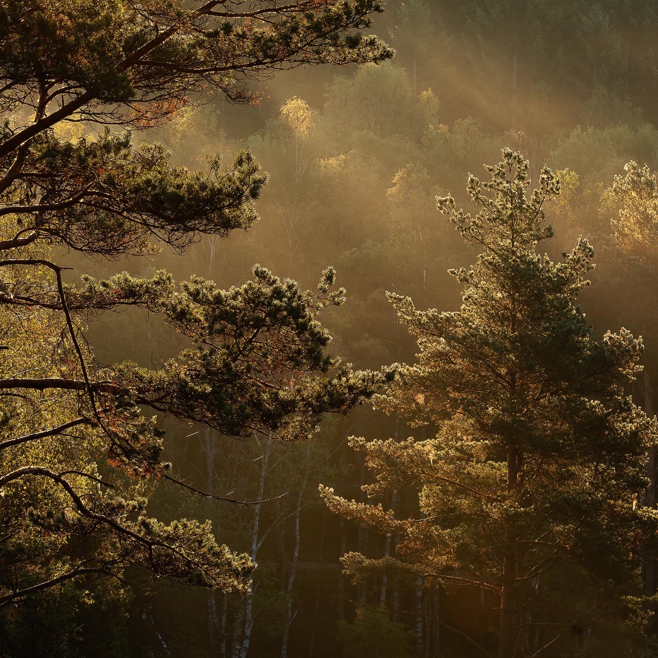 Fototapet lavabil, Marie Mattsson Getryggen 9773W — imaginea 2